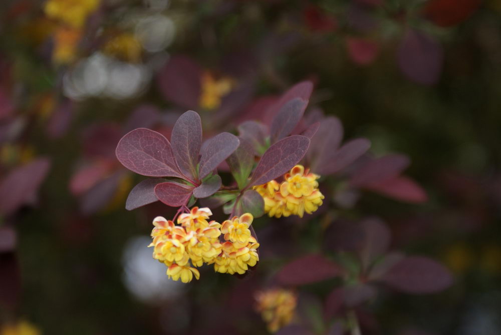 معرفی و راهنمای پرورش گیاهان زینتی - زرشک زینتی